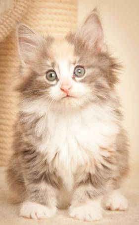 Description: J:\Pictures\N-kull_7_weeks\20111229_N-kull_7_weeks_0022.jpg