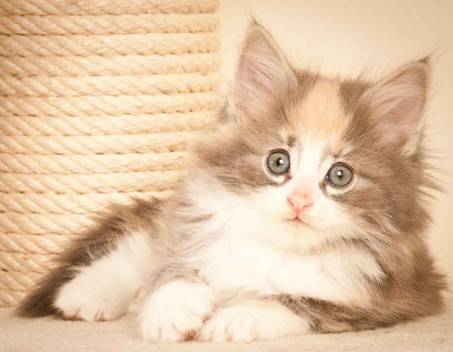 Description: J:\Pictures\N-kull_7_weeks\20111229_N-kull_7_weeks_0034.jpg