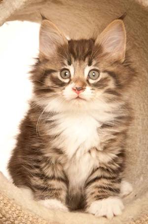 Description: J:\Pictures\N-kull_7_weeks\20111229_N-kull_7_weeks_0055.jpg