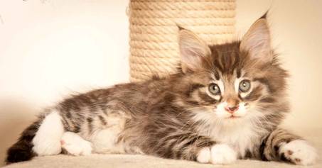 Description: J:\Pictures\N-kull_7_weeks\20111229_N-kull_7_weeks_0047.jpg