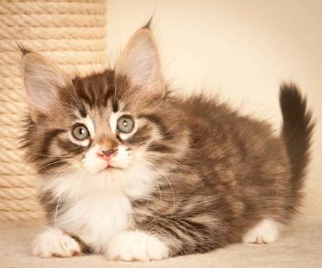 Description: J:\Pictures\N-kull_7_weeks\20111229_N-kull_7_weeks_0046.jpg