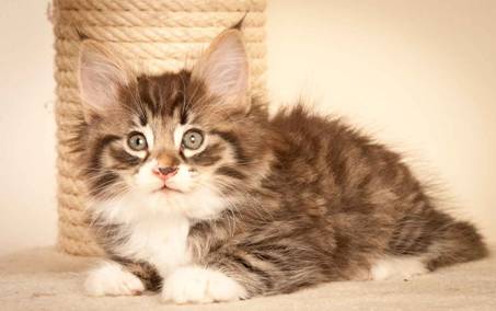 Description: J:\Pictures\N-kull_7_weeks\20111229_N-kull_7_weeks_0044.jpg