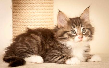 Description: J:\Pictures\N-kull_7_weeks\20111229_N-kull_7_weeks_0057.jpg