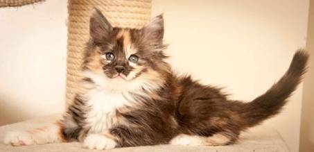 Description: J:\Pictures\N-kull_7_weeks\20111229_N-kull_7_weeks_0078.jpg