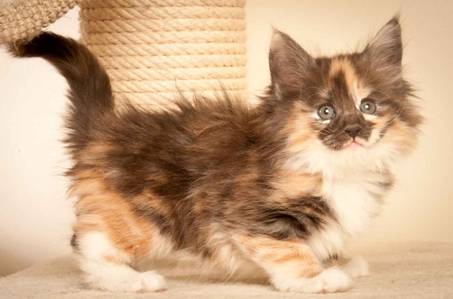 Description: J:\Pictures\N-kull_7_weeks\20111229_N-kull_7_weeks_0074.jpg