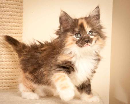 Description: J:\Pictures\N-kull_7_weeks\20111229_N-kull_7_weeks_0073.jpg