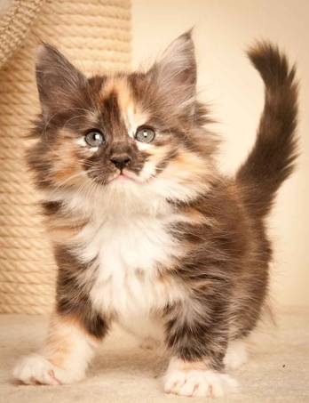 Description: J:\Pictures\N-kull_7_weeks\20111229_N-kull_7_weeks_0067.jpg