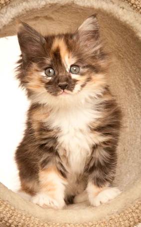 Description: J:\Pictures\N-kull_7_weeks\20111229_N-kull_7_weeks_0082.jpg