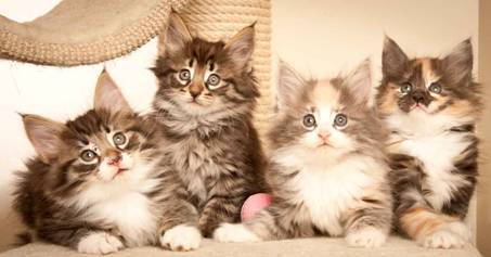 Description: J:\Pictures\N-kull_7_weeks\20111229_N-kull_7_weeks_0086.jpg