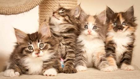 Description: J:\Pictures\N-kull_7_weeks\20111229_N-kull_7_weeks_0088.jpg