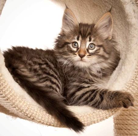 Description: J:\Pictures\N-kull_8_weeks\20120106_N-kull_8_weeks_0012.jpg