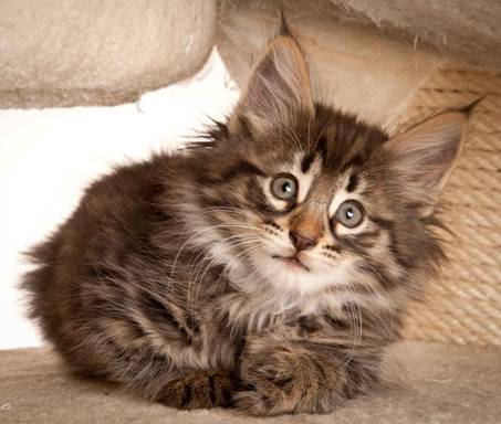 Description: J:\Pictures\N-kull_8_weeks\20120106_N-kull_8_weeks_0007.jpg