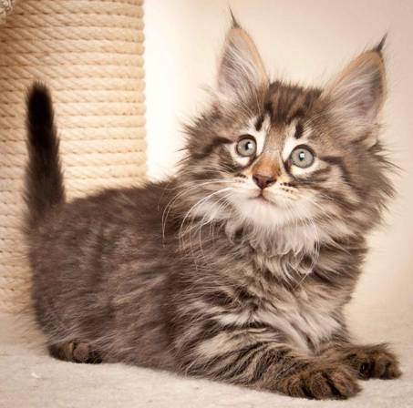 Description: J:\Pictures\N-kull_8_weeks\20120106_N-kull_8_weeks_0015.jpg