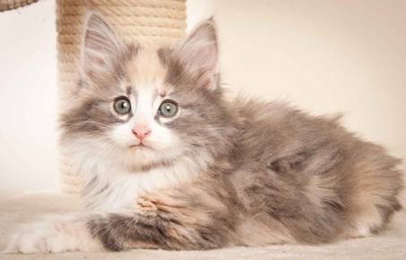 Description: J:\Pictures\N-kull_8_weeks\20120106_N-kull_8_weeks_0023.jpg