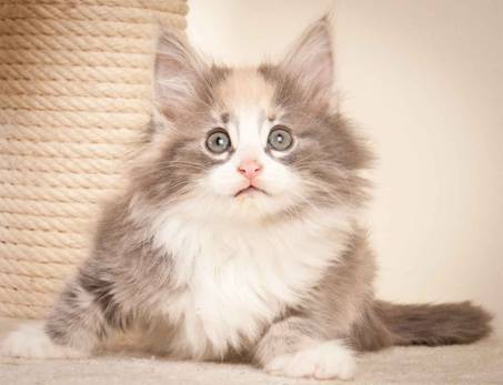 Description: J:\Pictures\N-kull_8_weeks\20120106_N-kull_8_weeks_0018.jpg