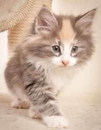 Description: J:\Pictures\N-kull_8_weeks\20120106_N-kull_8_weeks_0008.jpg