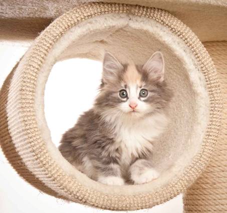 Description: J:\Pictures\N-kull_8_weeks\20120106_N-kull_8_weeks_0025.jpg