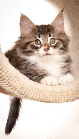 Description: J:\Pictures\N-kull_8_weeks\20120106_N-kull_8_weeks_0038.jpg