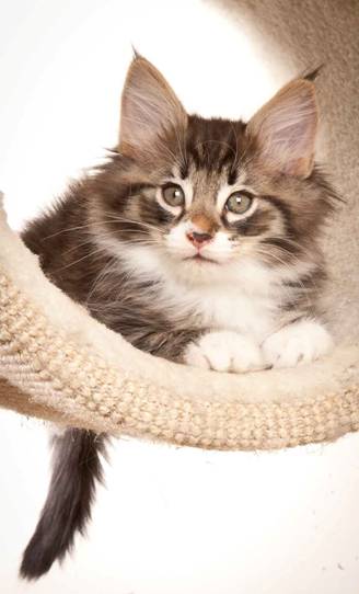 Description: J:\Pictures\N-kull_8_weeks\20120106_N-kull_8_weeks_0037.jpg