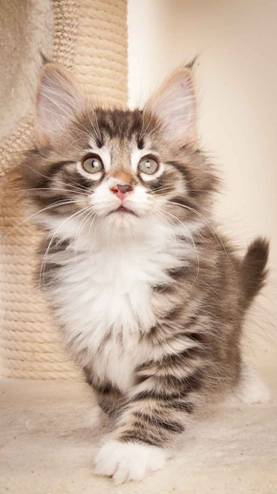 Description: J:\Pictures\N-kull_8_weeks\20120106_N-kull_8_weeks_0035.jpg