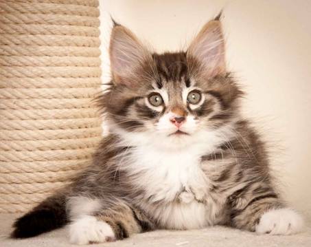 Description: J:\Pictures\N-kull_8_weeks\20120106_N-kull_8_weeks_0034.jpg