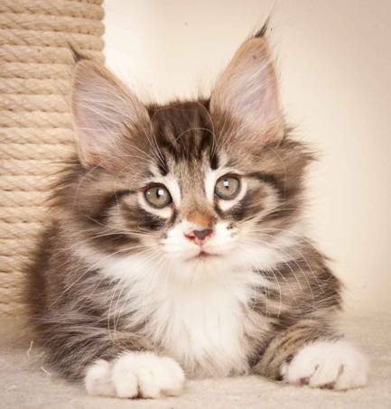 Description: J:\Pictures\N-kull_8_weeks\20120106_N-kull_8_weeks_0040.jpg