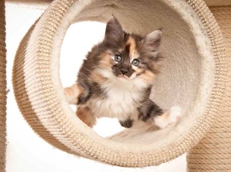 Description: J:\Pictures\N-kull_8_weeks\20120106_N-kull_8_weeks_0057.jpg