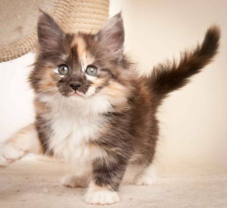 Description: J:\Pictures\N-kull_8_weeks\20120106_N-kull_8_weeks_0051.jpg