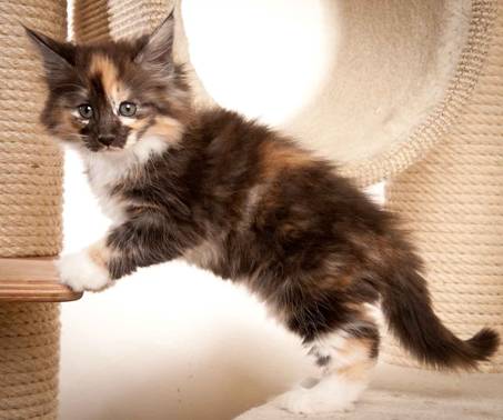 Description: J:\Pictures\N-kull_8_weeks\20120106_N-kull_8_weeks_0063.jpg