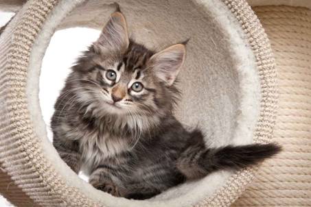 Description: J:\Pictures\N-kull_9_weeks\20120114_N-kull_9_weeks_0011.jpg