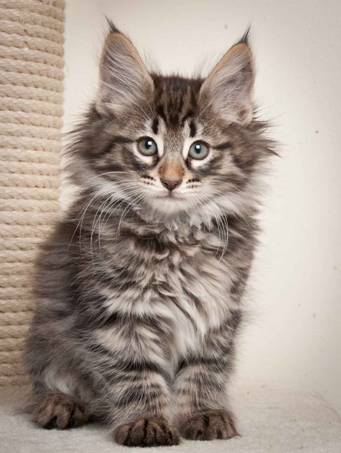 Description: J:\Pictures\N-kull_9_weeks\20120114_N-kull_9_weeks_0008.jpg