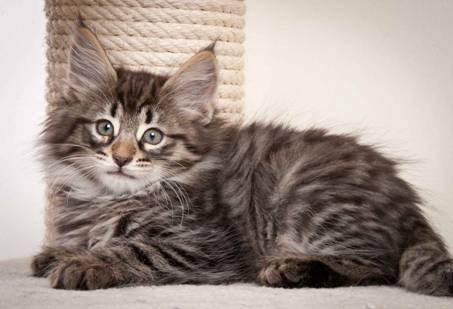 Description: J:\Pictures\N-kull_9_weeks\20120114_N-kull_9_weeks_0005.jpg