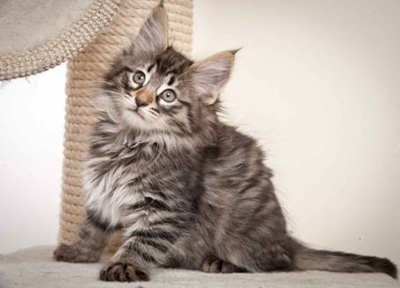 Description: J:\Pictures\N-kull_9_weeks\20120114_N-kull_9_weeks_0002.jpg