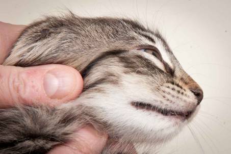 Description: J:\Pictures\N-kull_9_weeks\20120114_N-kull_9_weeks_0012.jpg