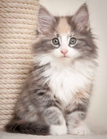 Description: J:\Pictures\N-kull_9_weeks\20120114_N-kull_9_weeks_0024.jpg