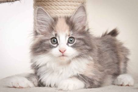 Description: J:\Pictures\N-kull_9_weeks\20120114_N-kull_9_weeks_0022.jpg