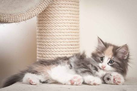 Description: J:\Pictures\N-kull_9_weeks\20120114_N-kull_9_weeks_0019.jpg