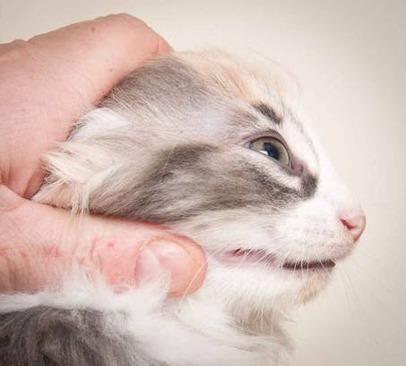 Description: J:\Pictures\N-kull_9_weeks\20120114_N-kull_9_weeks_0027.jpg