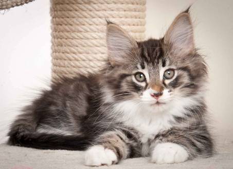 Description: J:\Pictures\N-kull_9_weeks\20120114_N-kull_9_weeks_0038.jpg