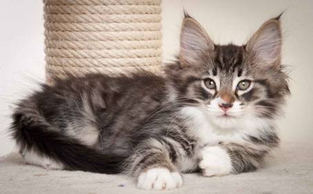 Description: J:\Pictures\N-kull_9_weeks\20120114_N-kull_9_weeks_0033.jpg