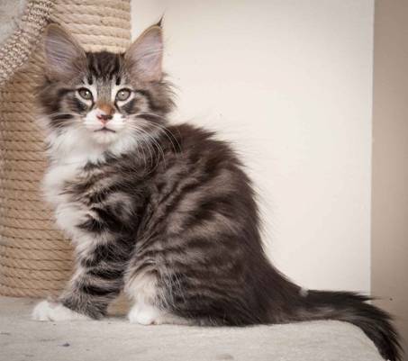 Description: J:\Pictures\N-kull_9_weeks\20120114_N-kull_9_weeks_0029.jpg