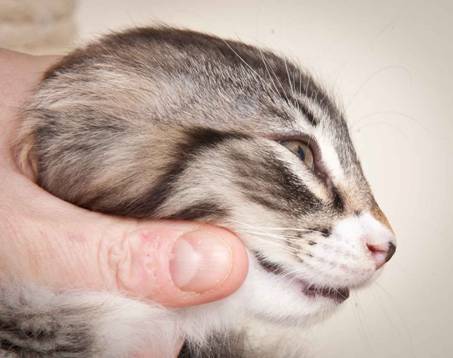 Description: J:\Pictures\N-kull_9_weeks\20120114_N-kull_9_weeks_0044.jpg