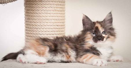 Description: J:\Pictures\N-kull_9_weeks\20120114_N-kull_9_weeks_0053.jpg