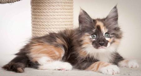 Description: J:\Pictures\N-kull_9_weeks\20120114_N-kull_9_weeks_0047.jpg