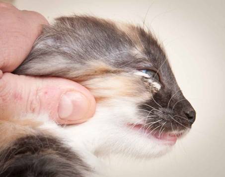 Description: J:\Pictures\N-kull_9_weeks\20120114_N-kull_9_weeks_0058.jpg