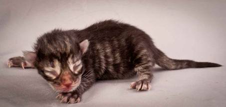 Description: Description: J:\Pictures\N-kull_Day_1\20111110_N-kull_Day_1_0013.jpg