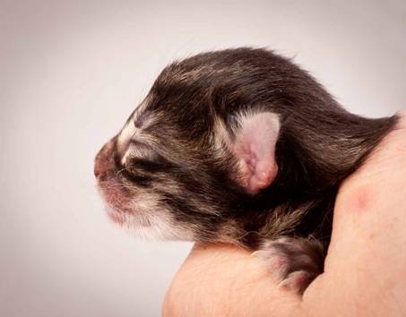 Description: Description: J:\Pictures\N-kull_Day_1\20111110_N-kull_Day_1_0011.jpg