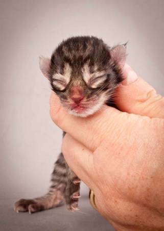 Description: Description: J:\Pictures\N-kull_Day_1\20111110_N-kull_Day_1_0005.jpg