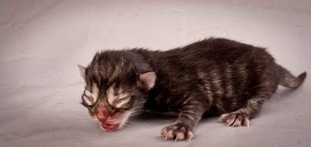 Description: Description: J:\Pictures\N-kull_Day_1\20111110_N-kull_Day_1_0014.jpg