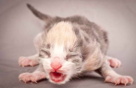 Description: Description: J:\Pictures\N-kull_Day_1\20111110_N-kull_Day_1_0029.jpg